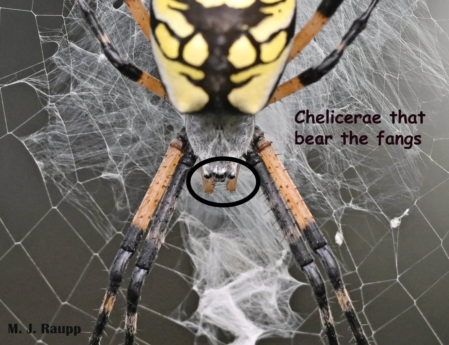 Got lanternflies? Tired of squishing? Get a spider! Black and Yellow ...