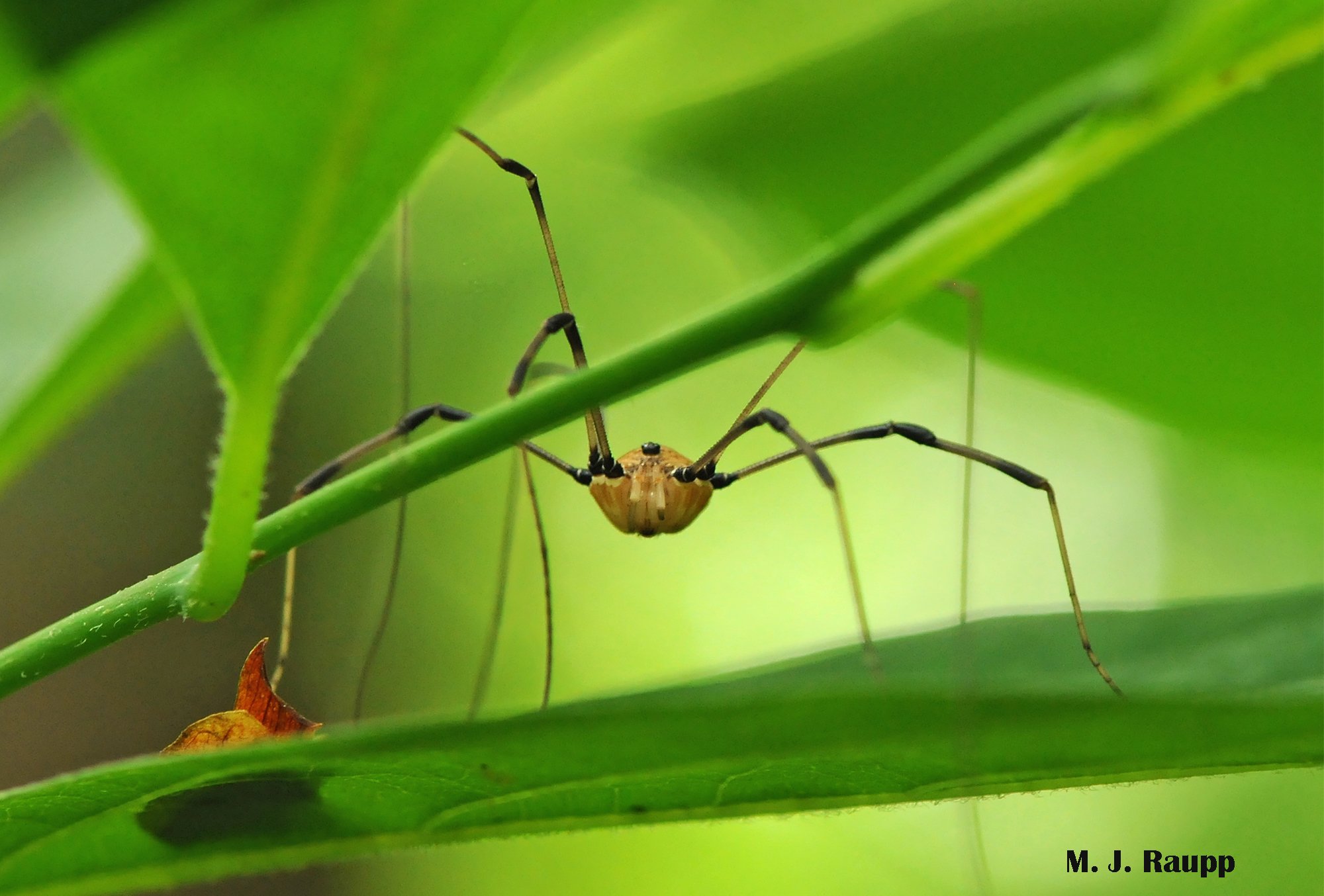 The Myth of the Grandaddy Long Legs