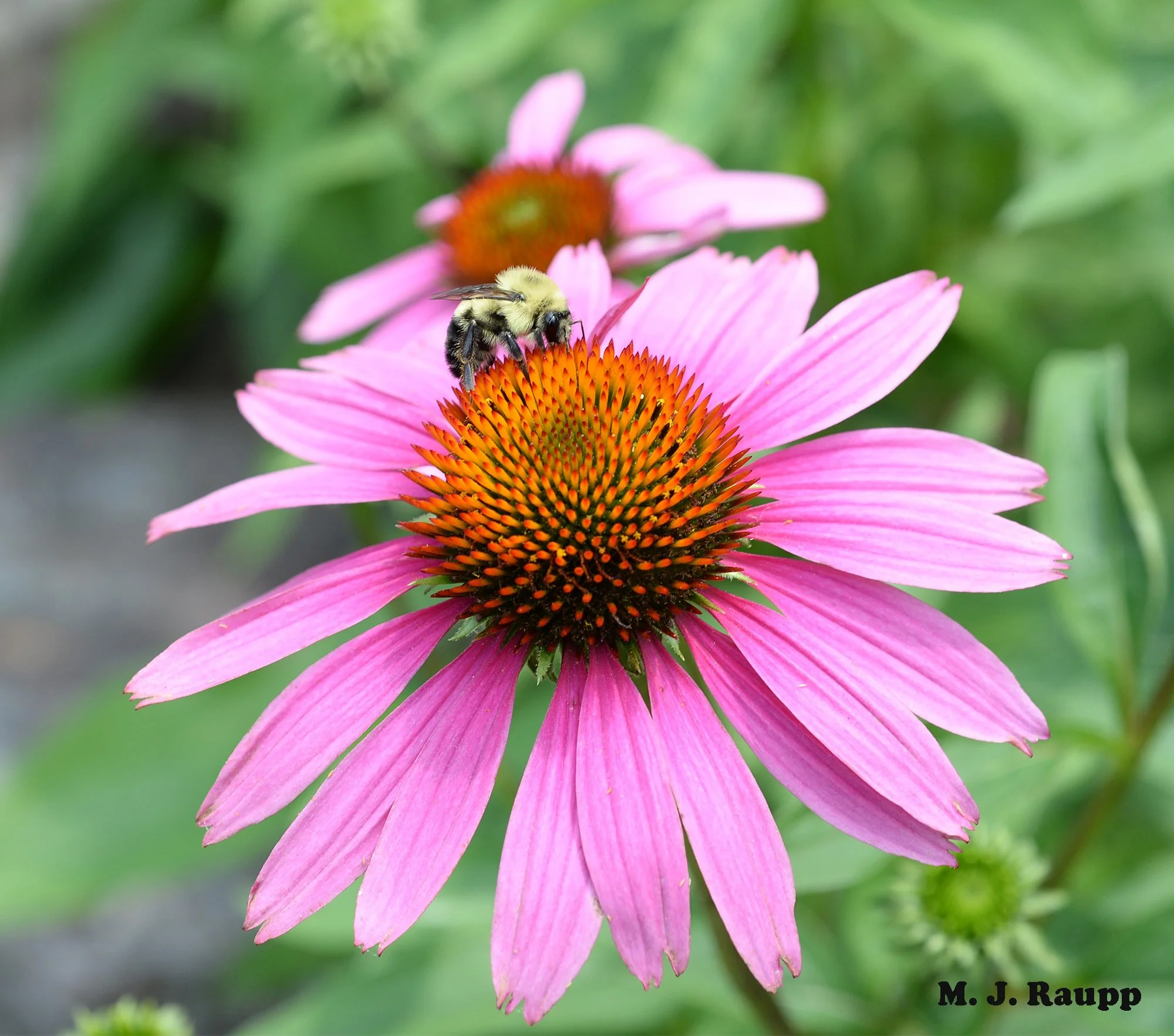 Life and death in a cone flower Minute pirate bugs, Orius spp., and their prey, flower thrips