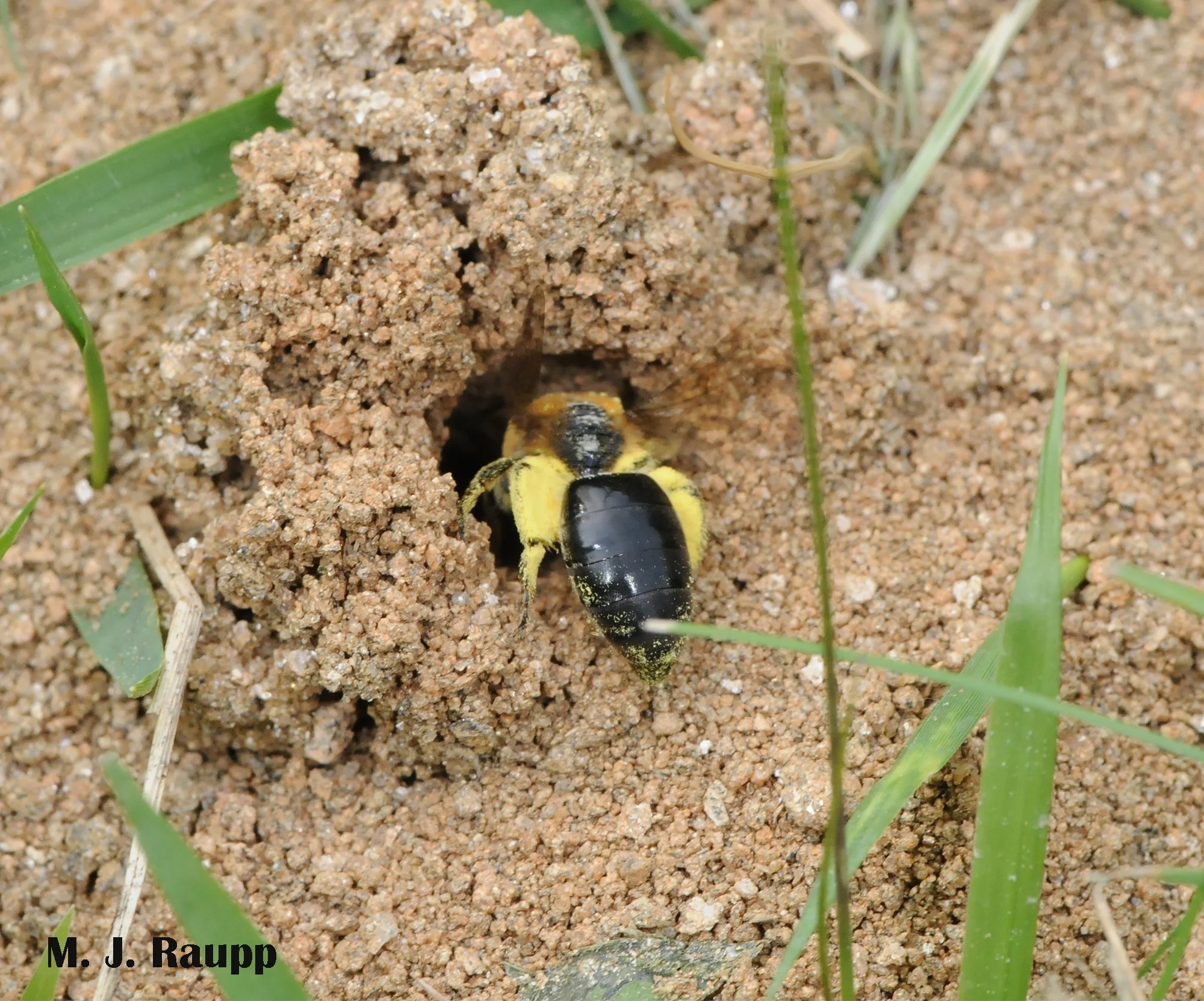 Images Of Ground Nesting Bees Ground Bee Identification OSU Images Of Ground Nesting Bees Ground Bee Identification OSU