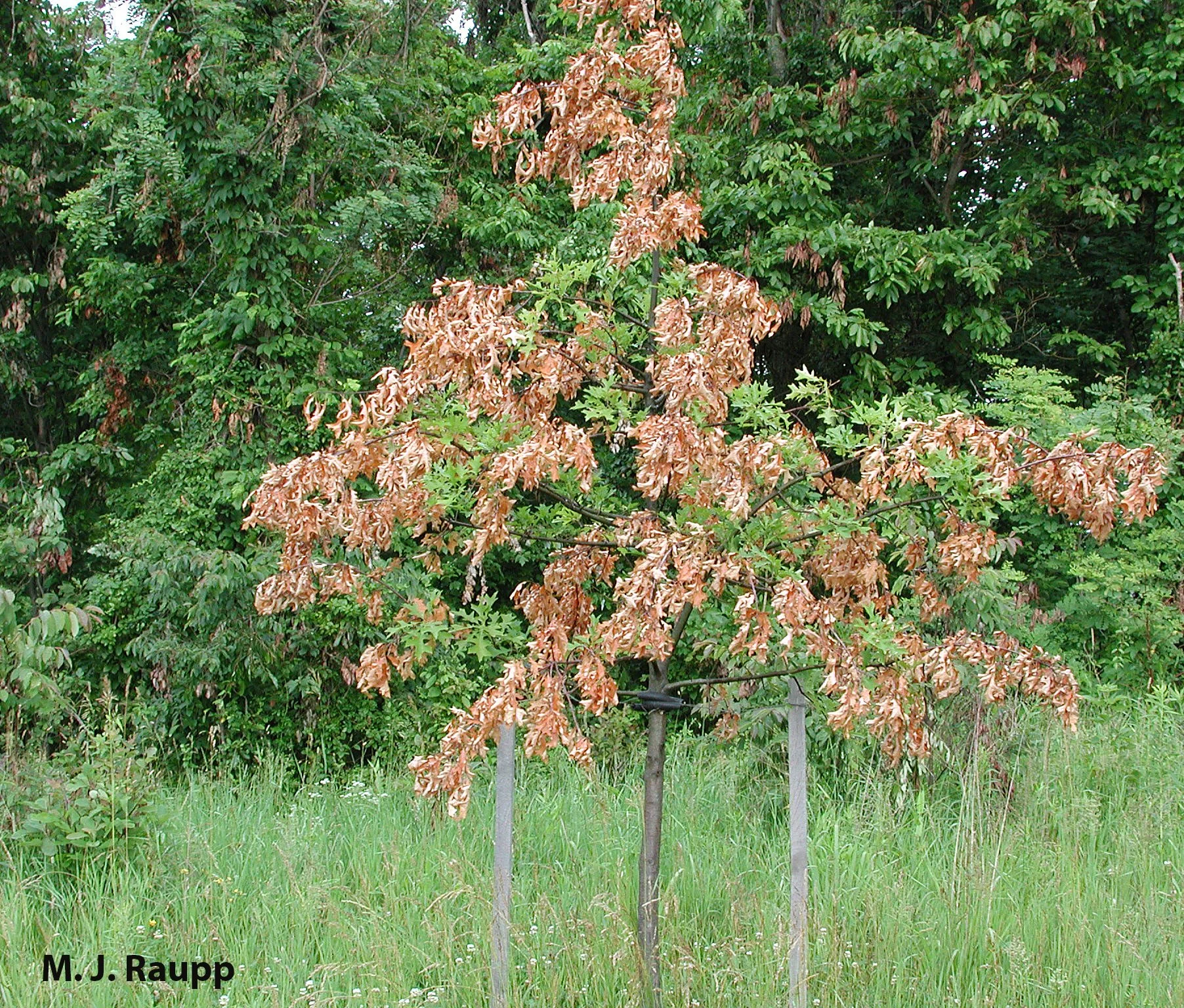 Do cicadas bite or sting? What other mischief do they create? — Bug of ...