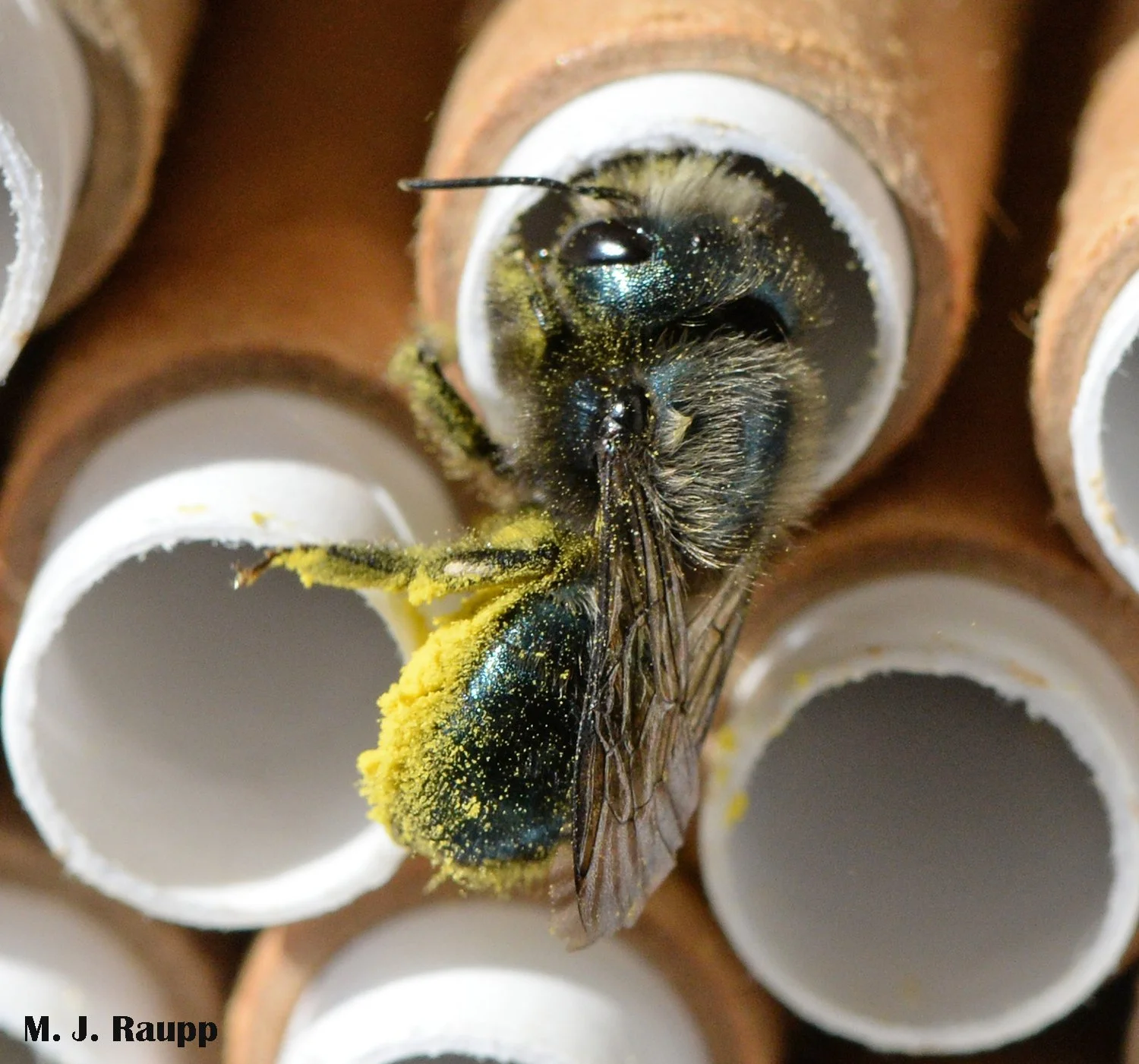 Mason bees herald the arrival of spring: Horned-faced and Blue orchard ...