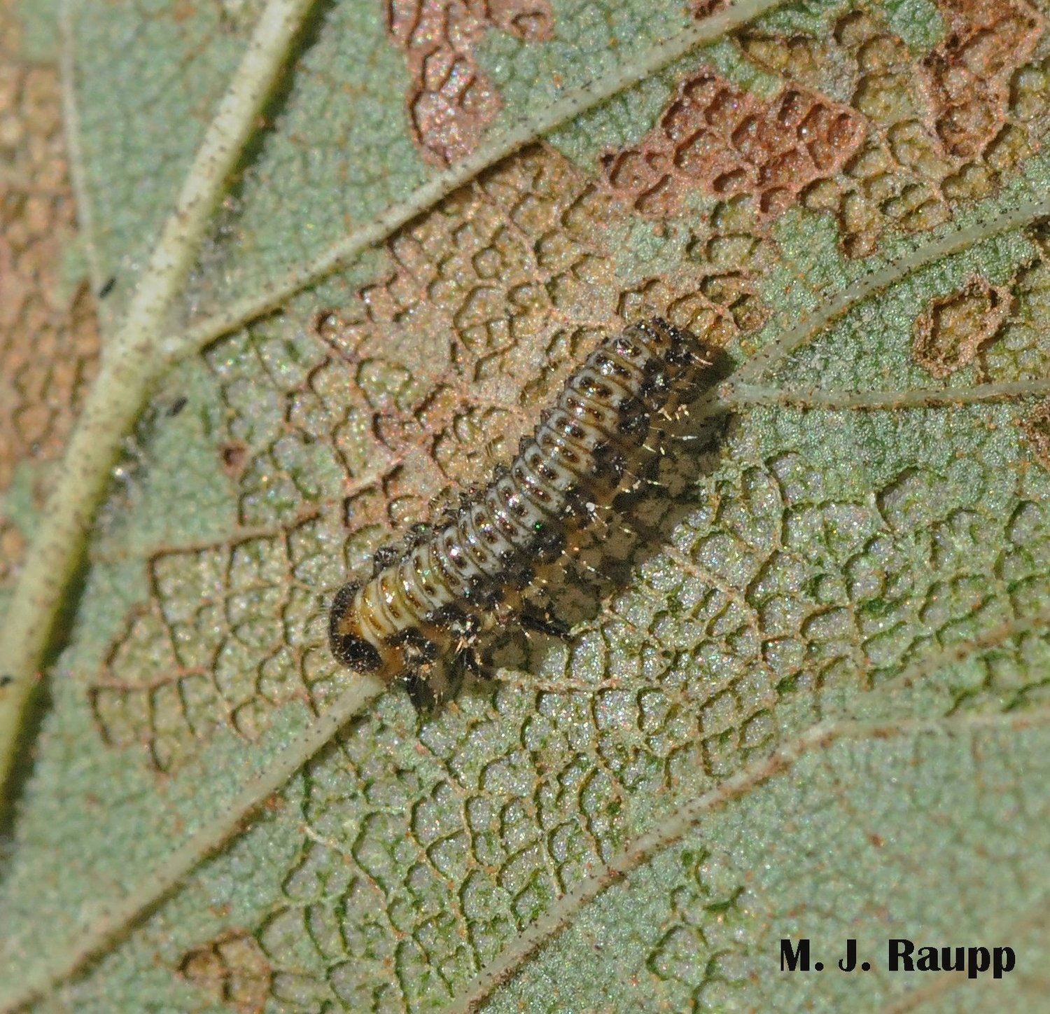 Beautiful beetles and gnarly elm leaves Larger elm leaf beetle