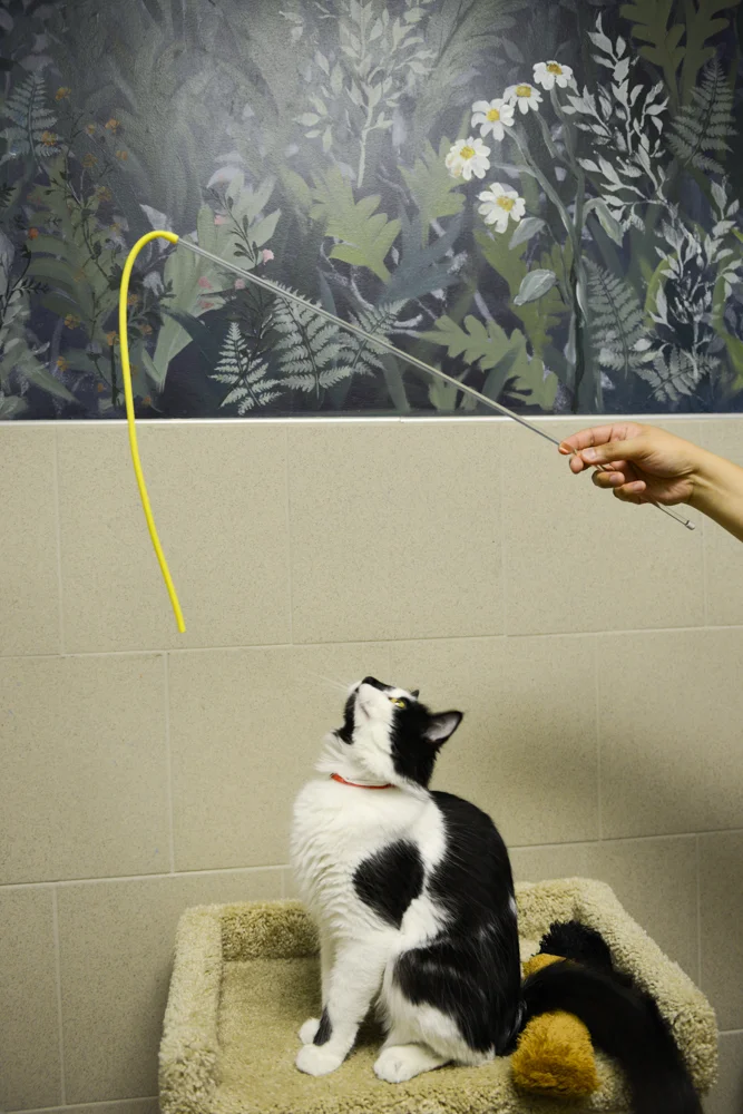 Louisiana Society for the Prevention of Cruelty to Animals (LA-SPCA) 
