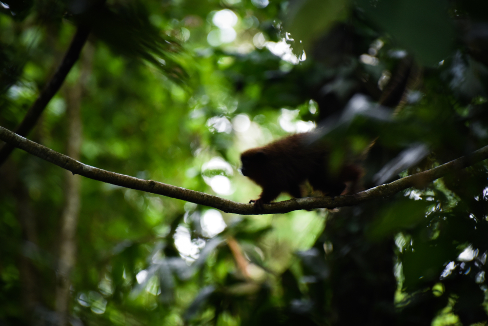 Titi Monkey