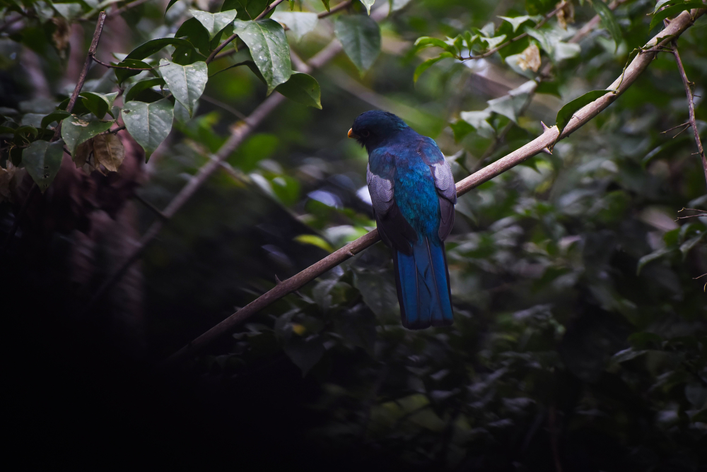 Black-tailed trogon