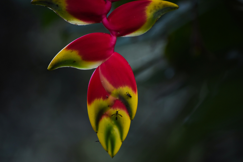 Hanging Lobster Claw Heliconia