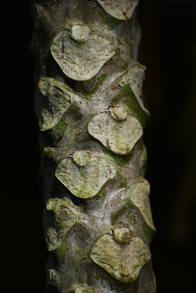 Papaya Tree