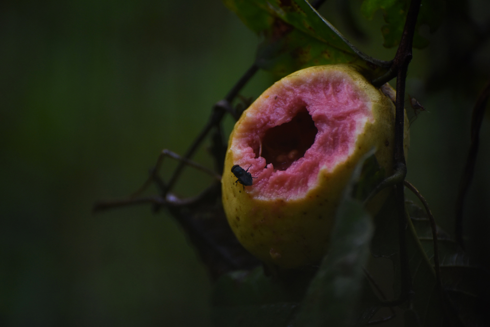 Wild guava