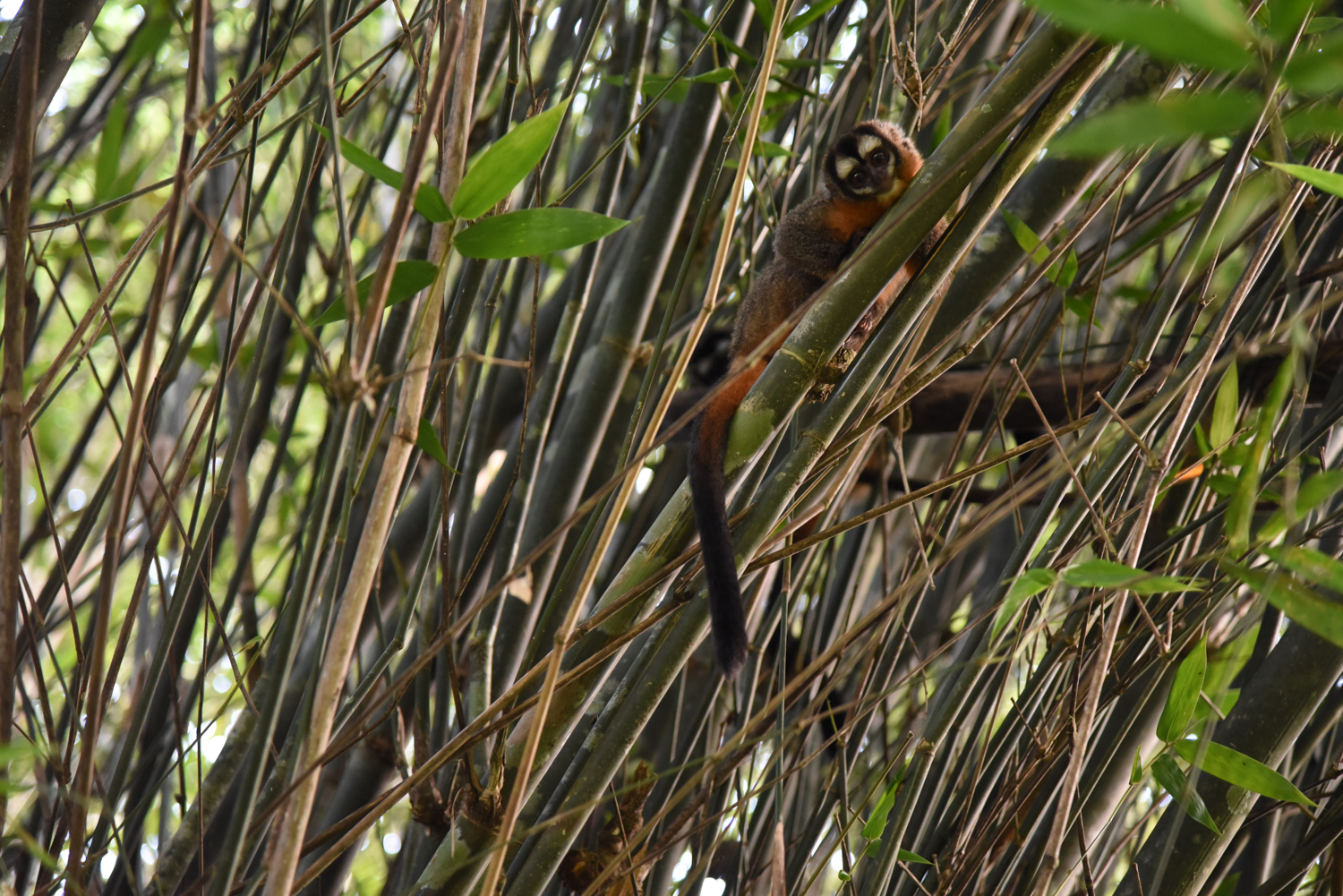  A juvenile night monkey peers down from the bamboo stand where its family nest during the day at Villa Carmen Biological Station, Peru. 