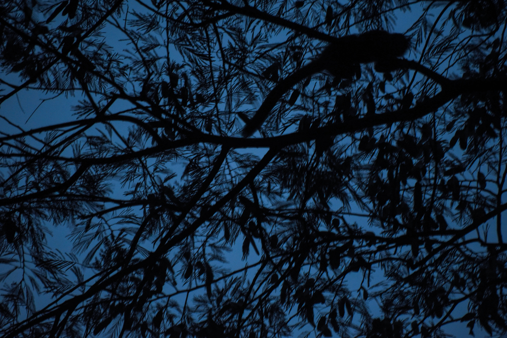  A night monkey is silhouetted against the sky as it begins its nightly forage for food in the jungle with its family. 