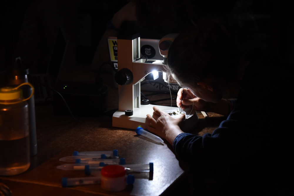  Isabelle Berman examines seeds in a night monkey fecal sample at the laboratory in Manu Learning Centre. 