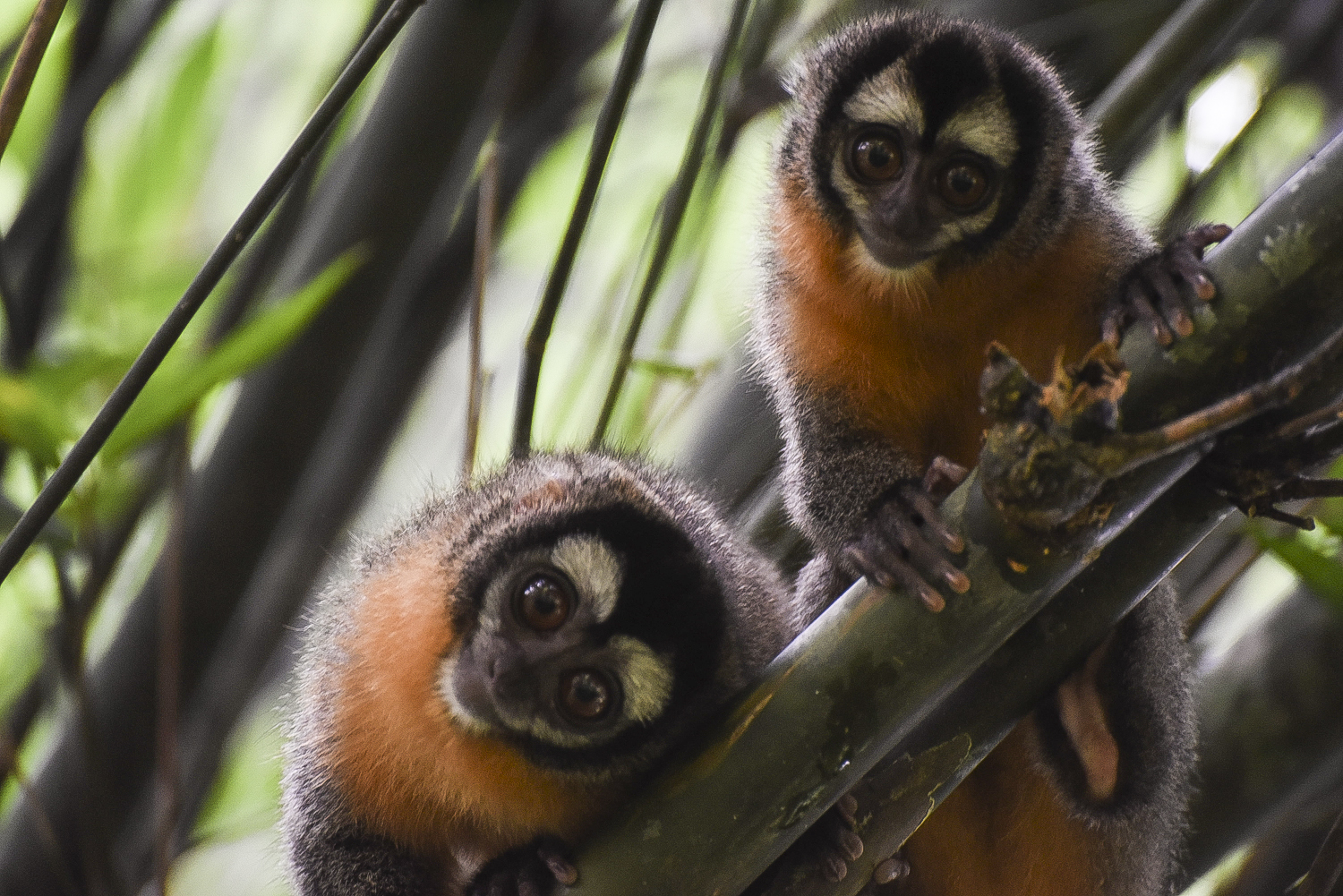  A parent and infant night monkey curiously look out from a bamboo stand at Villa Carmen Biological Station. 