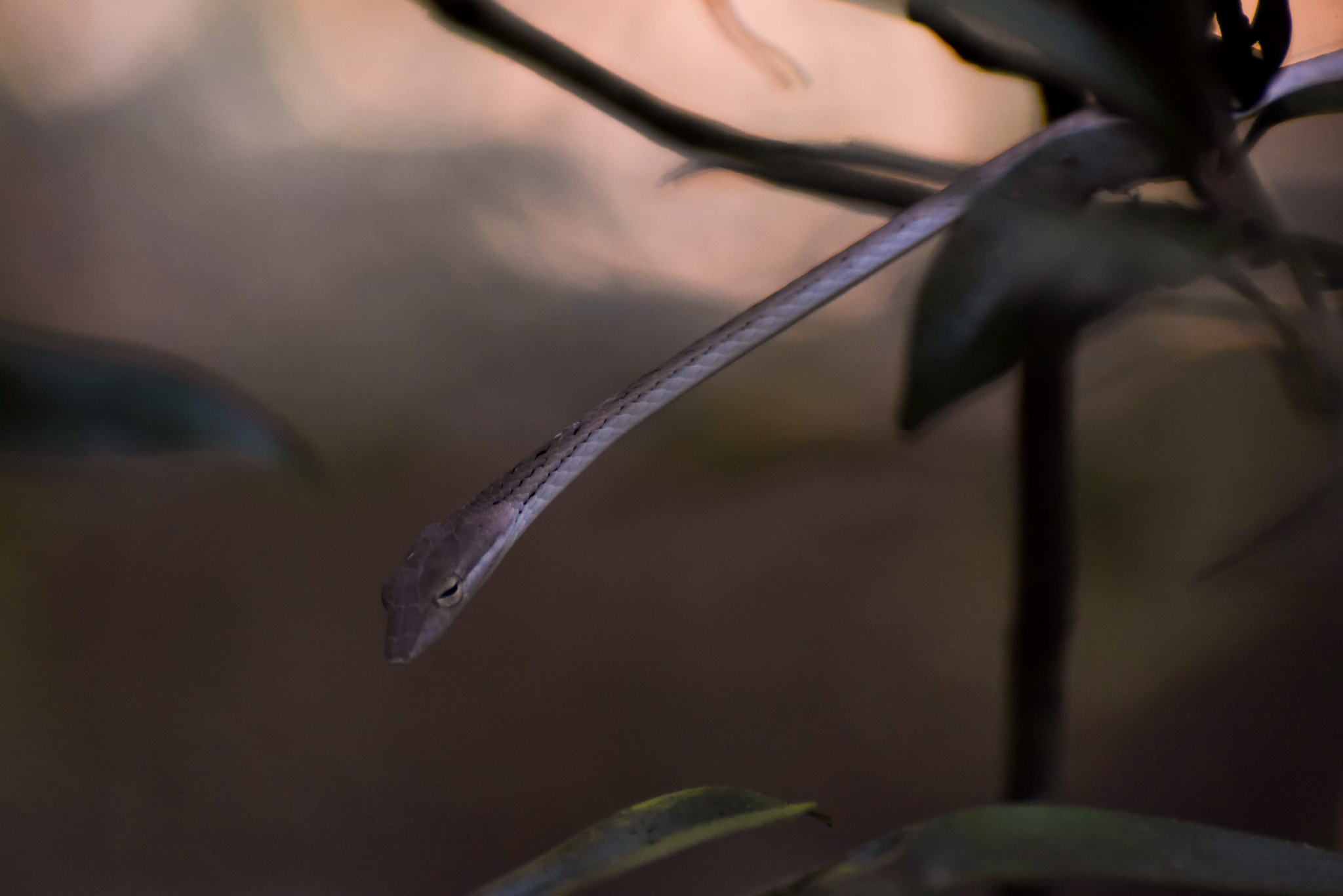  A vine snake lays motionless while suspended on a small shrub in Cat Tien (Cát Tiên) National Park, Vietnam. 