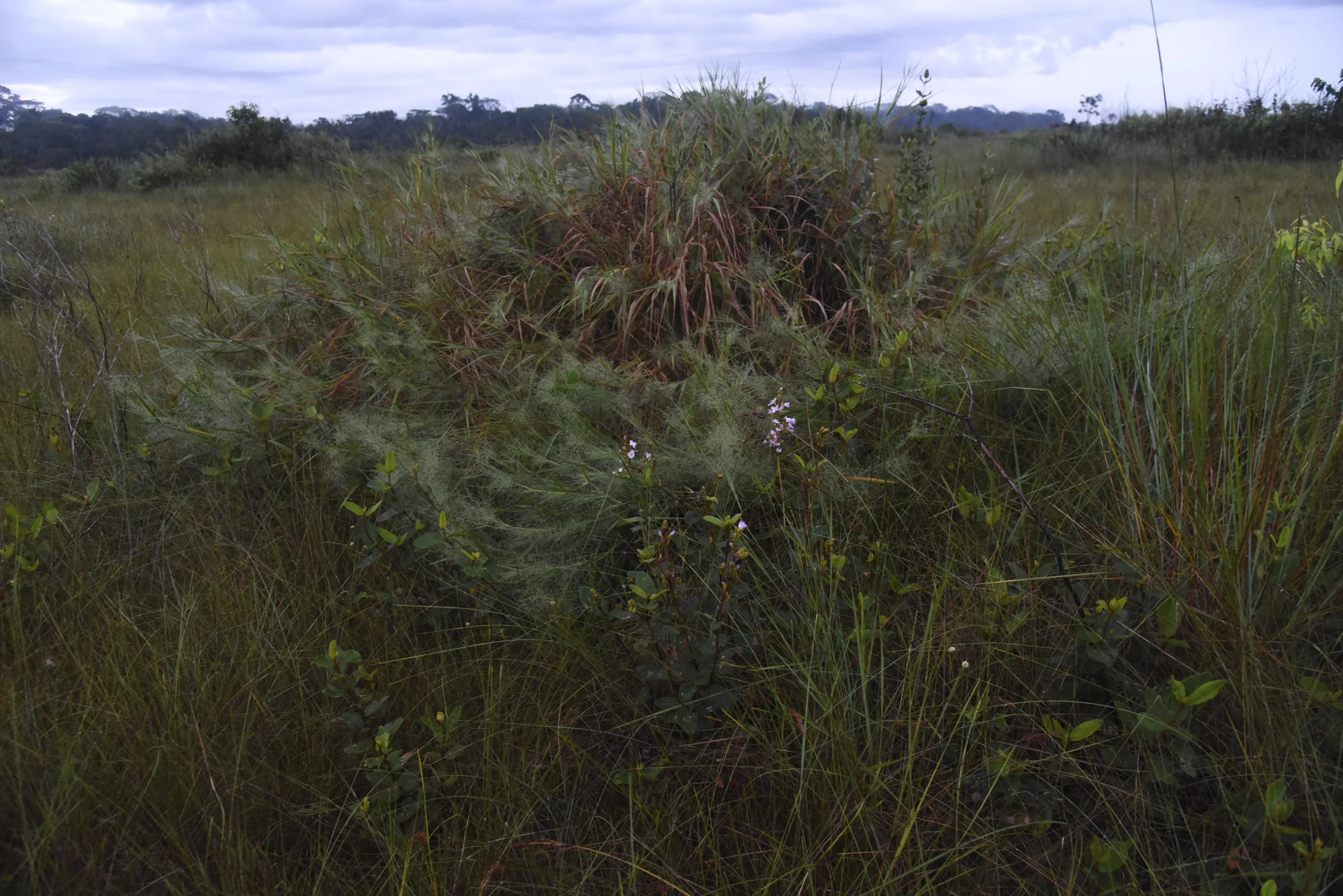  A variety of grasses and shrubs provide an ideal habitat for many birds in the Pampas de Heath.  