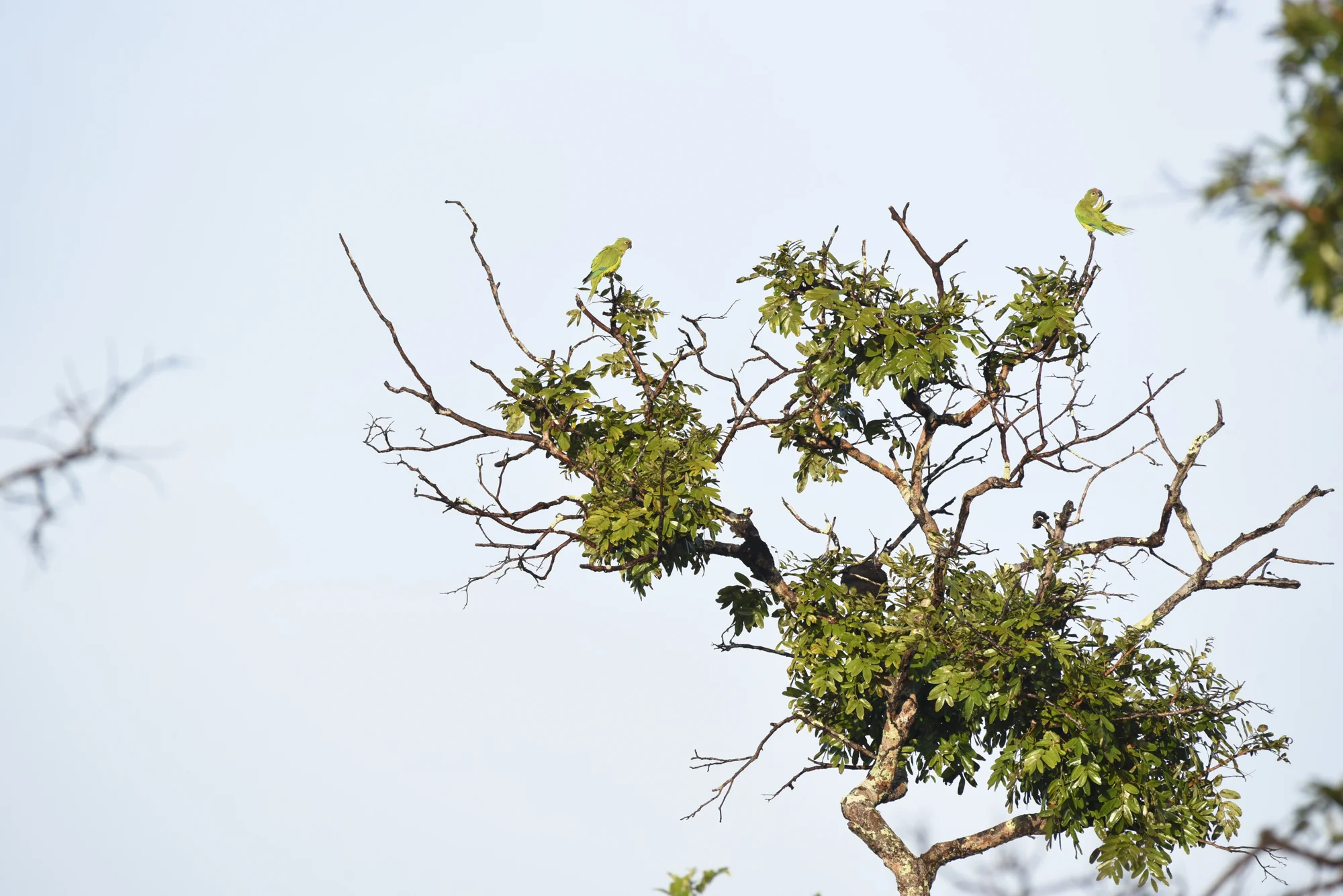  Endemic Peach-fronted parakeets ( Aratinga aurea ) perch and preen on a tree in Pampas de Heath, Peru. 