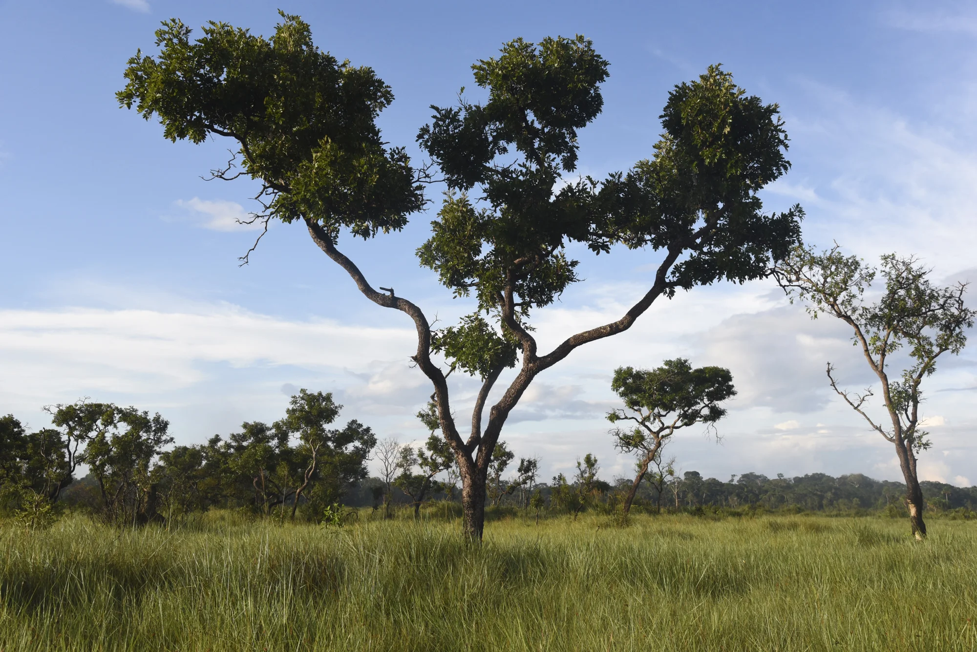  Maisie, who grew up in Botswana, remarked how much it reminder her of the savanna found in southern Africa. 