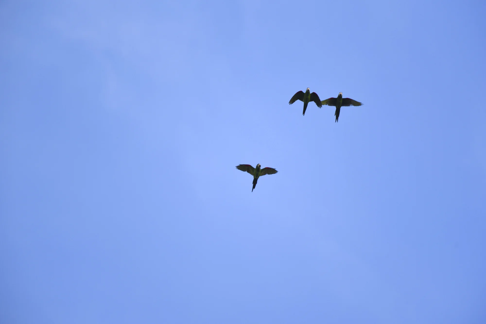  Red-shouldered macaws ( Diopsittaca nobilis ), the smallest of the macaws, are endemic to Pampas de Heath but have recently been spotted in new locations, presumed to be spreading their range. 