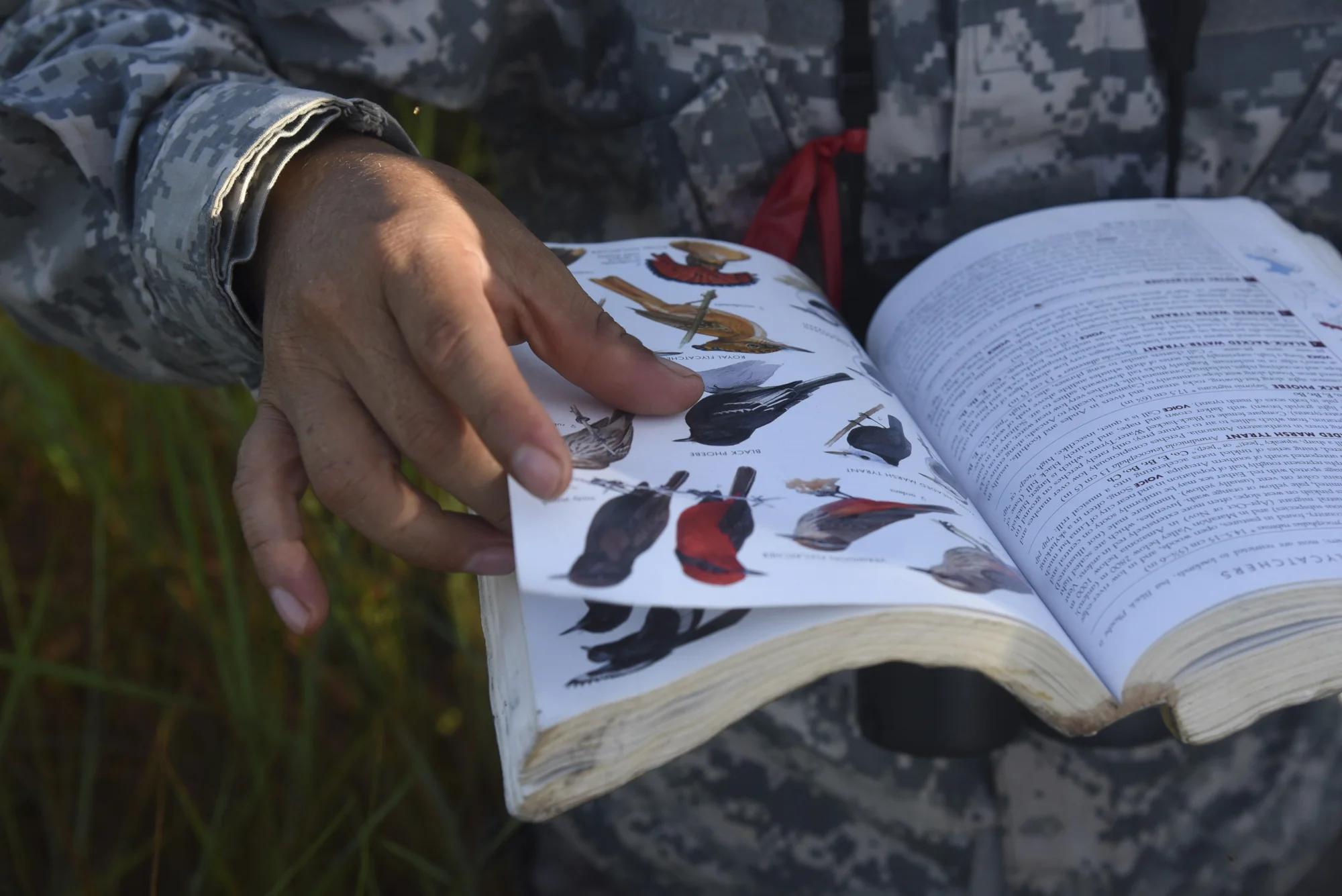  Yohamir scans his copy of the "Birds of Peru" book to confirm species identification and ranges. 