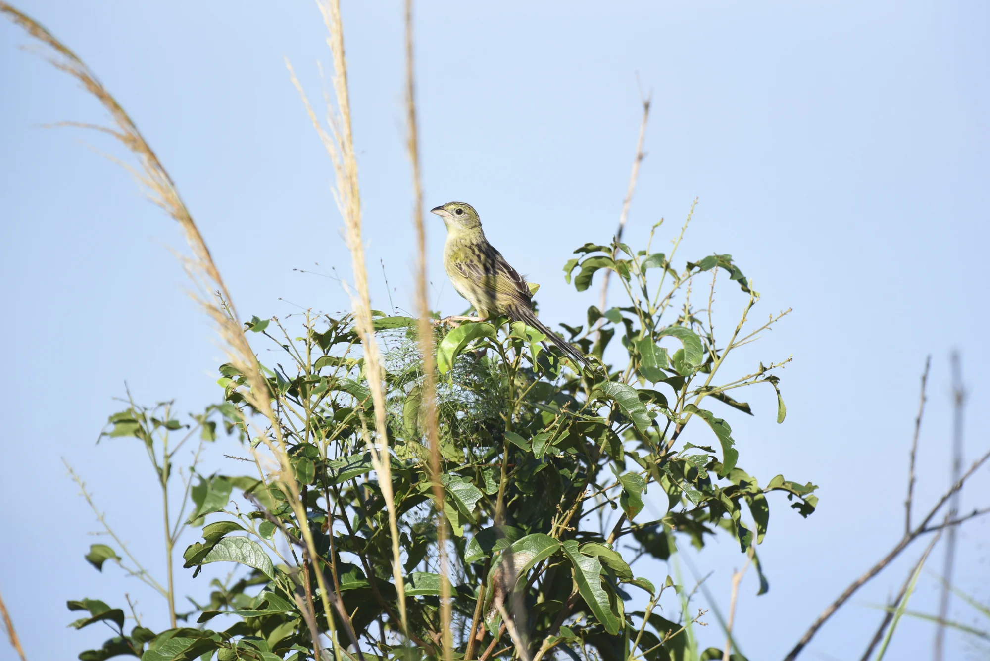  A Wedge-tailed grass-finch ( Emberizoides herbicola ) perches near its flock on the Pampas de Heath. This species is endemic to the region and three other small grasslands habitats throughout Peru. 