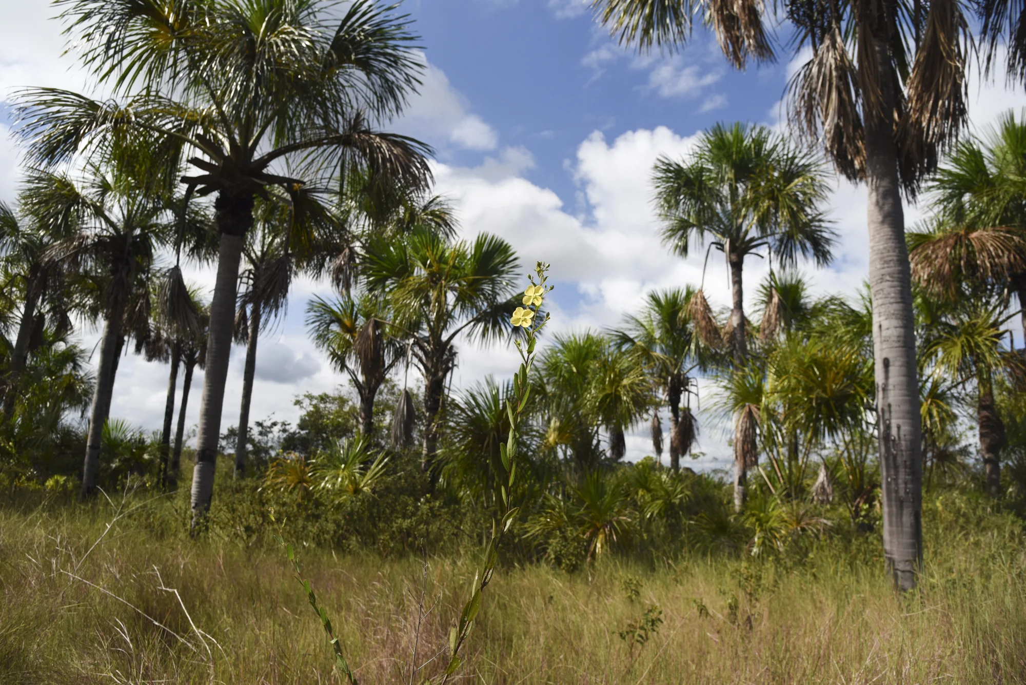  Clusters of palm trees provide ideal habitat for some Pampas’ birds such as parrots, parquets and the White woodpecker. 