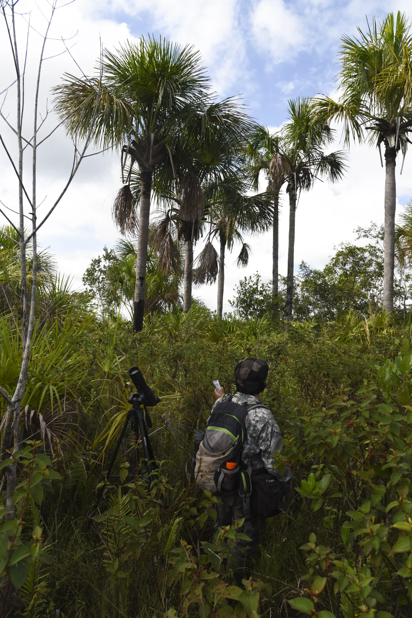  Hoping to draw out the charismatic and endemic White woodpecker, Yohamir plays a recorded call in a stretch of palm trees, their preferred habitat. 