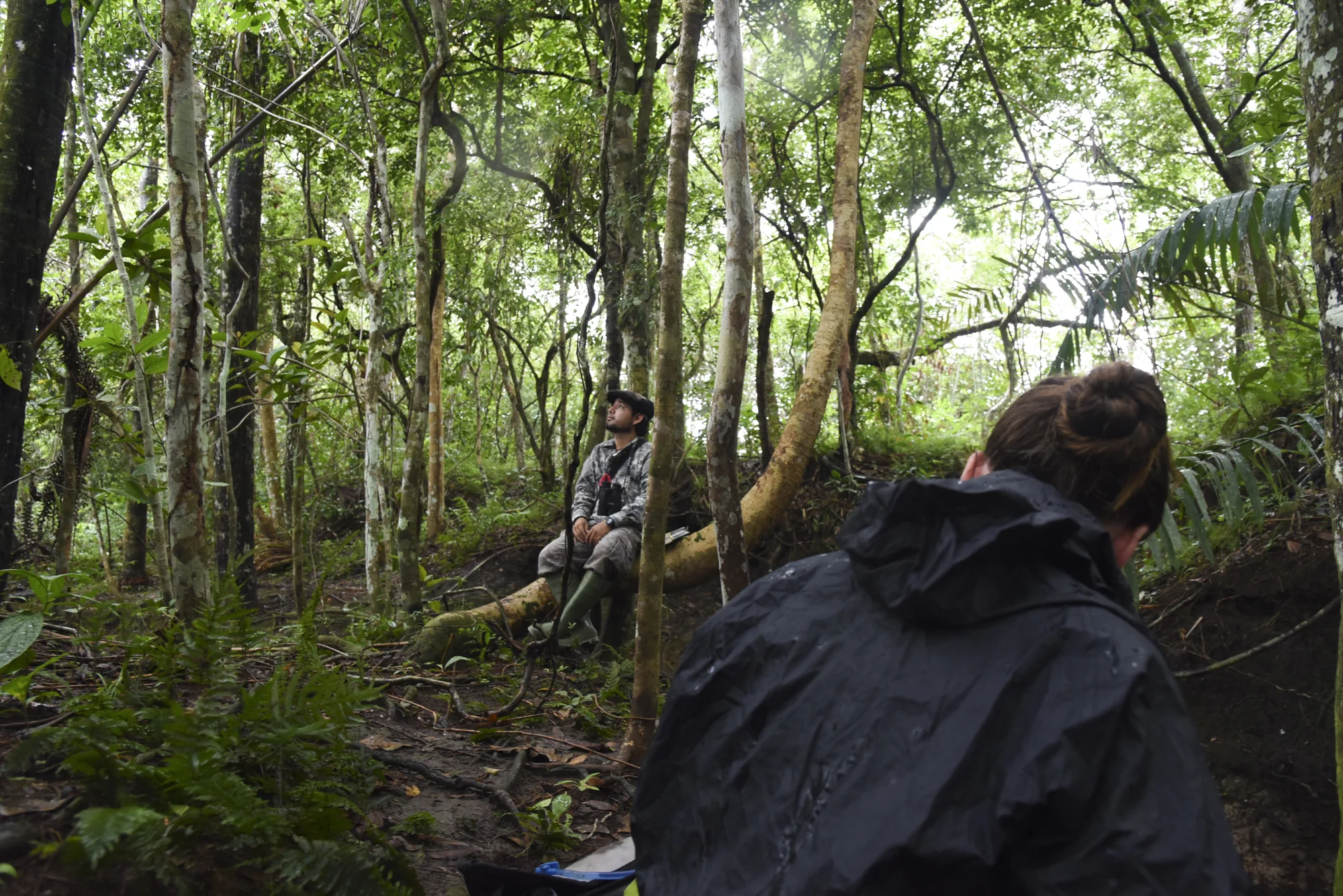 A heavy drizzle of rain drives Yohamir and Maisie back to the gallery forest where Yohamir continues to scan the forest for additional species. 