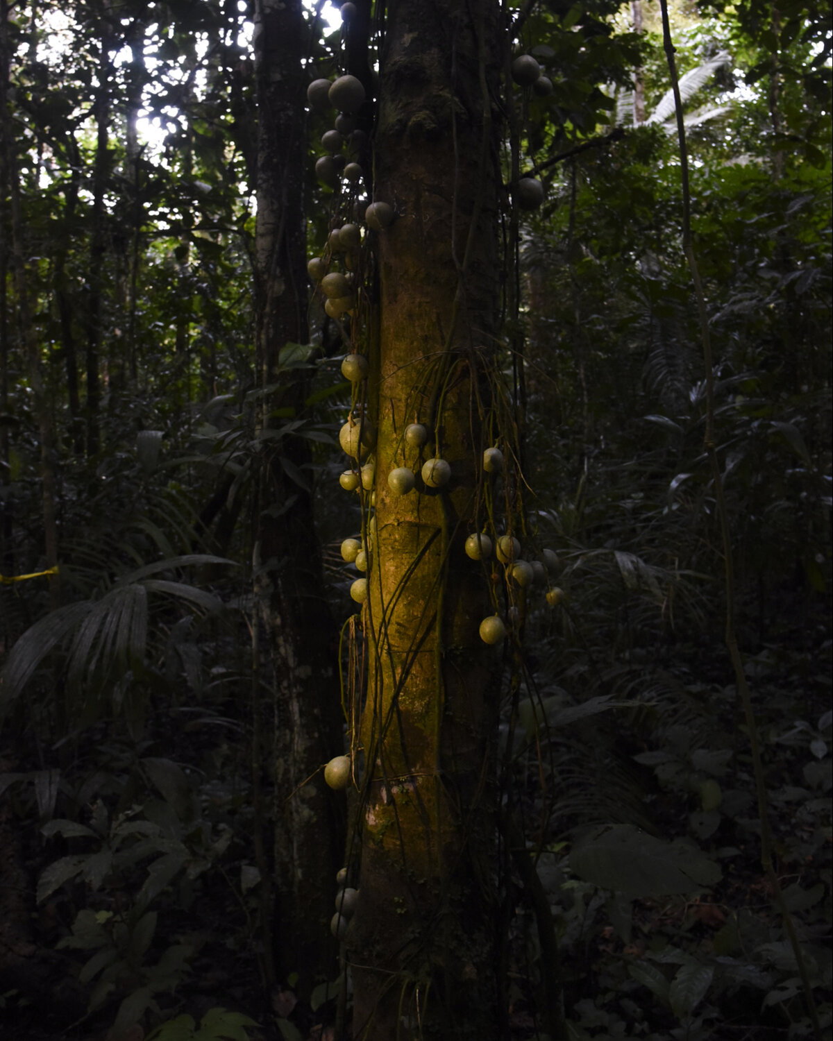  Light illuminates a fruiting ( Leonia racemasa ) tree in Manu National Park, Peru. The tree provides many animals including tamarins and night monkeys important nutrients during the dry season when fruit is more scarce in the Amazon rainforest.  