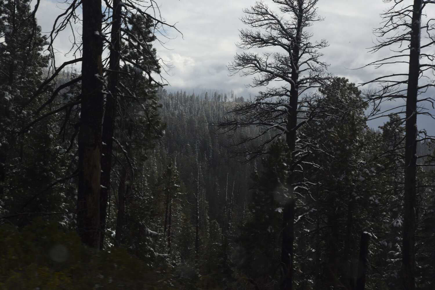  Snow dusts an evergreen forest in Bryce Canyon National Park, Utah.  