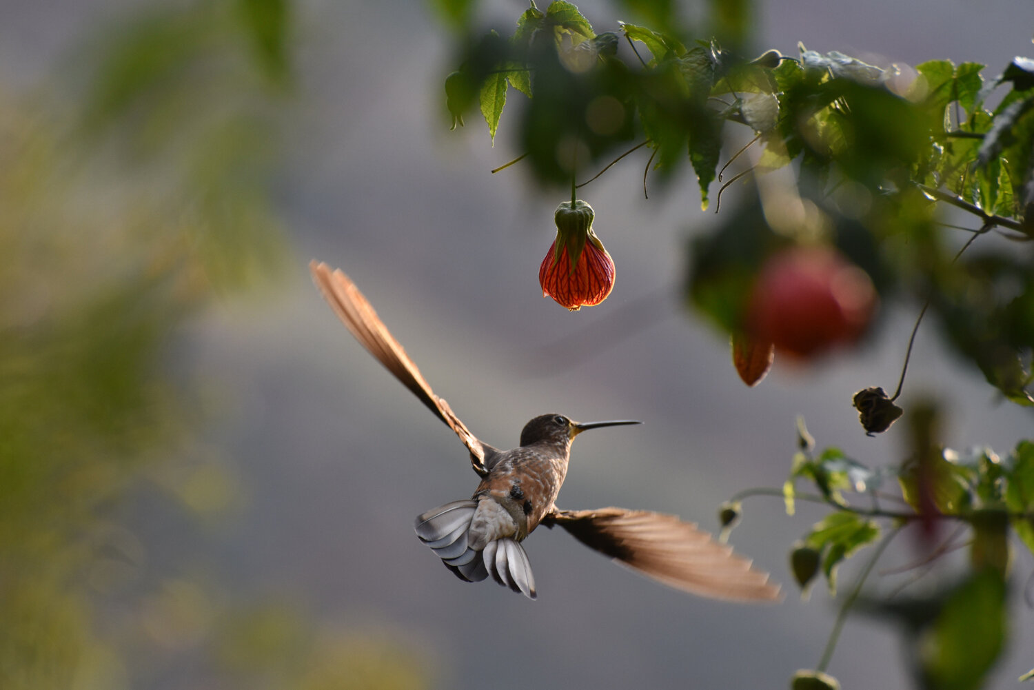  A Giant hummingbird, the world's largest hummingbird species, frequents a flowering hibiscus bush in the Sacred Valley of Peru. 