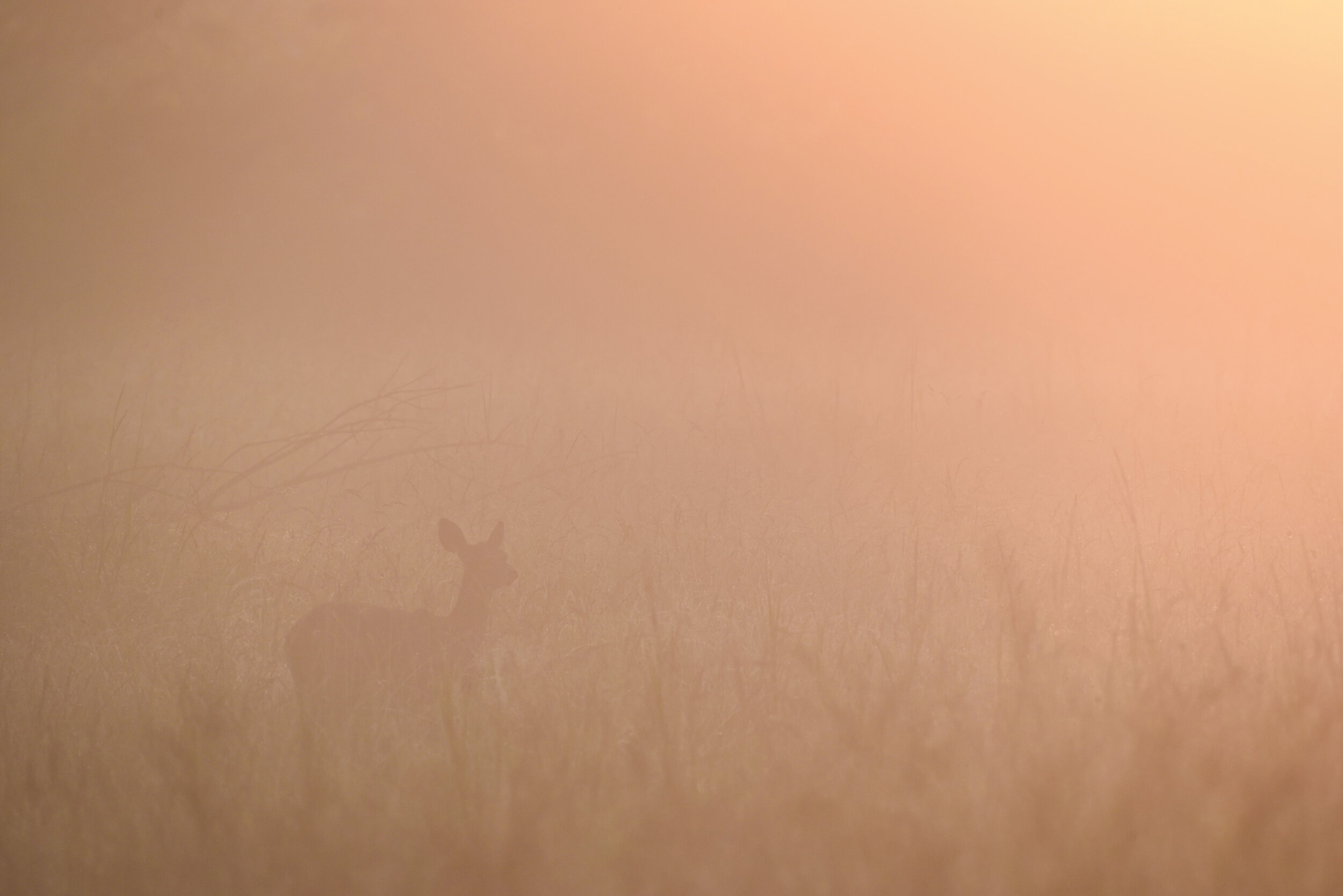  A white-tailed deer grazes at dawn in Kennesaw Mountain National Battlefield Park, Georgia. White-tailed deer nearly went locally extinct in Georgia and other parts of the southeastern United States in the early 1900s due to overhunting for subsiste