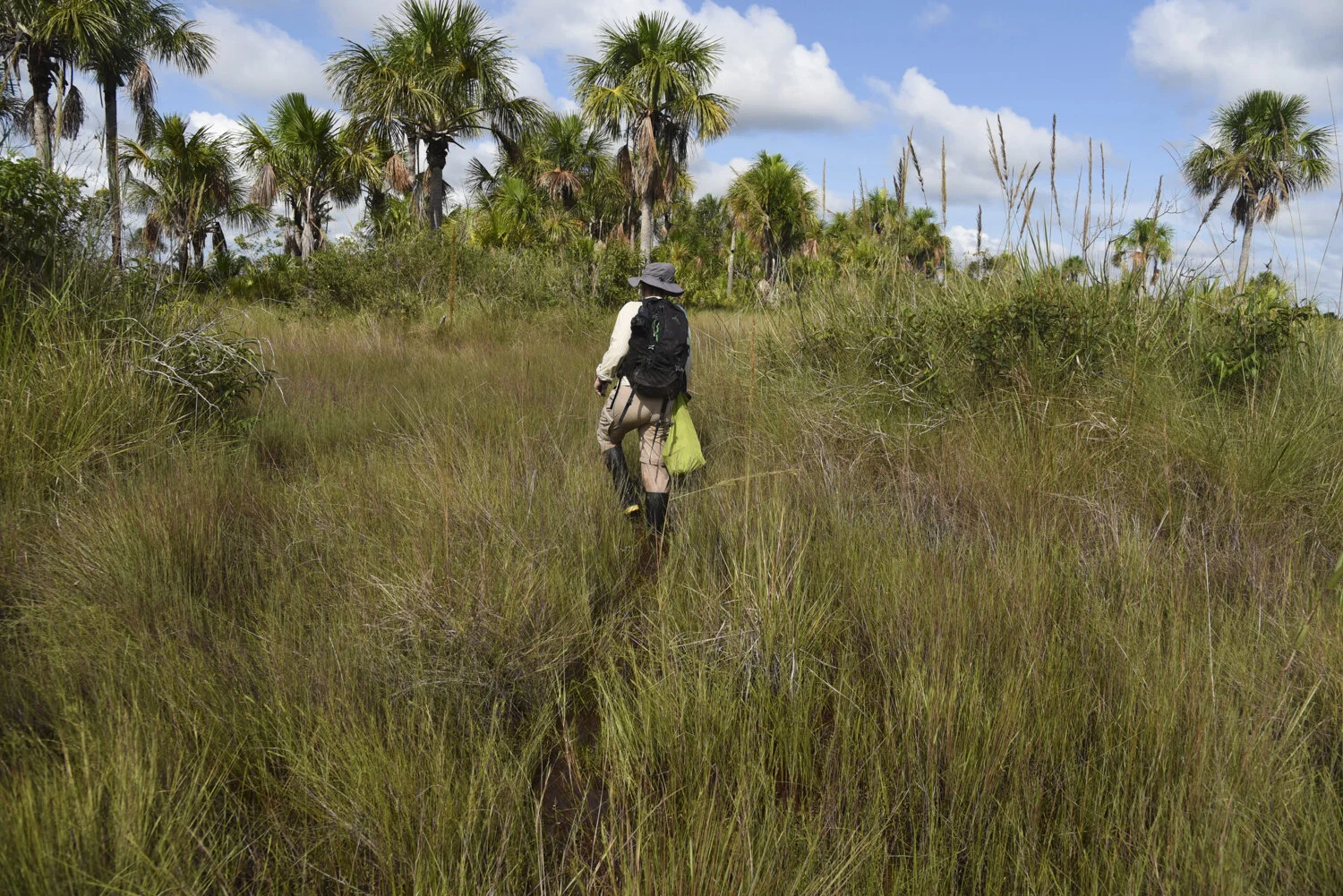  Maisie wades through a section of flooded grass to reach a stand of palms where the group hopes to find the elusive white-woodpecker.  