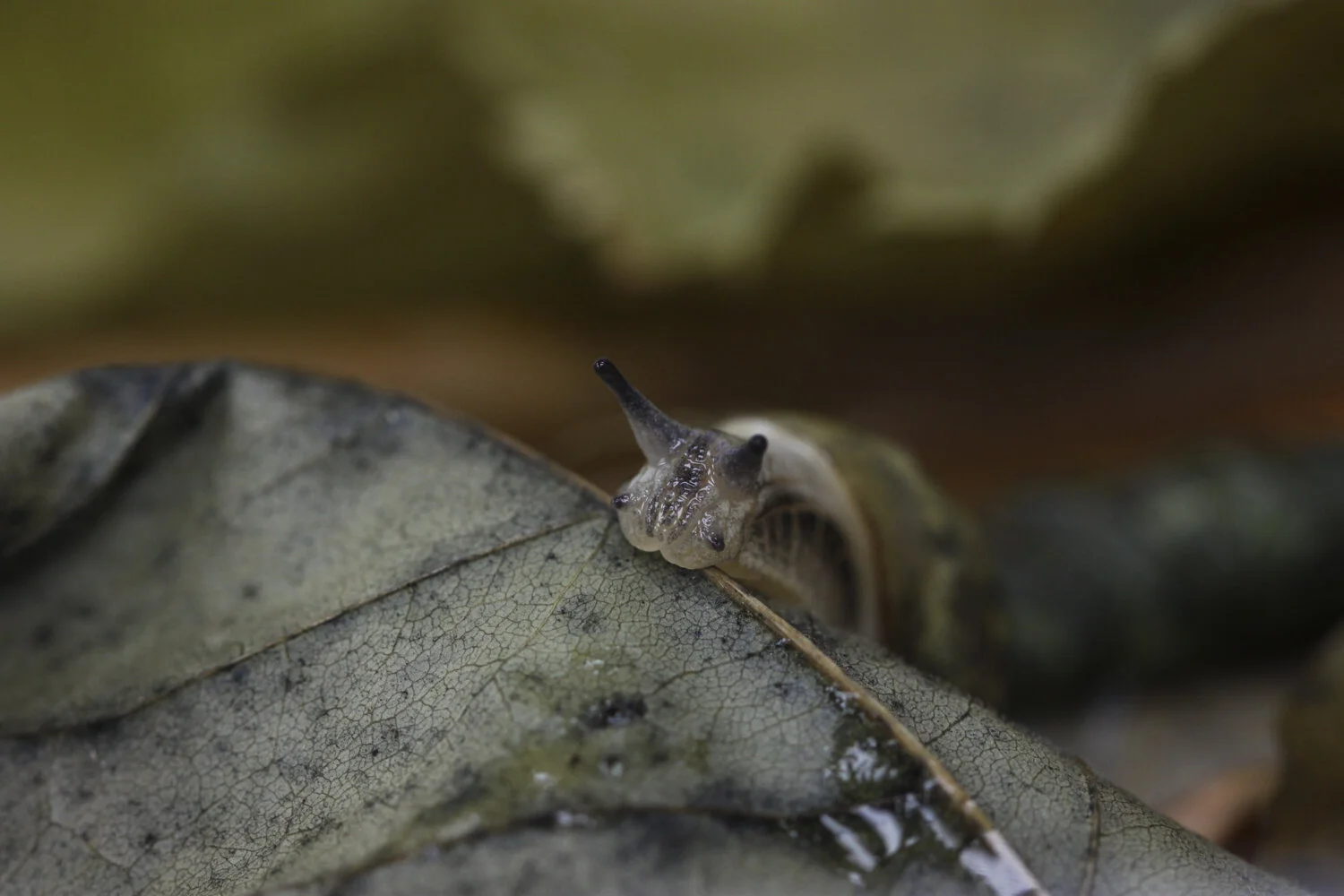 Chittenango Ovate Amber Snail — Jessica Suarez