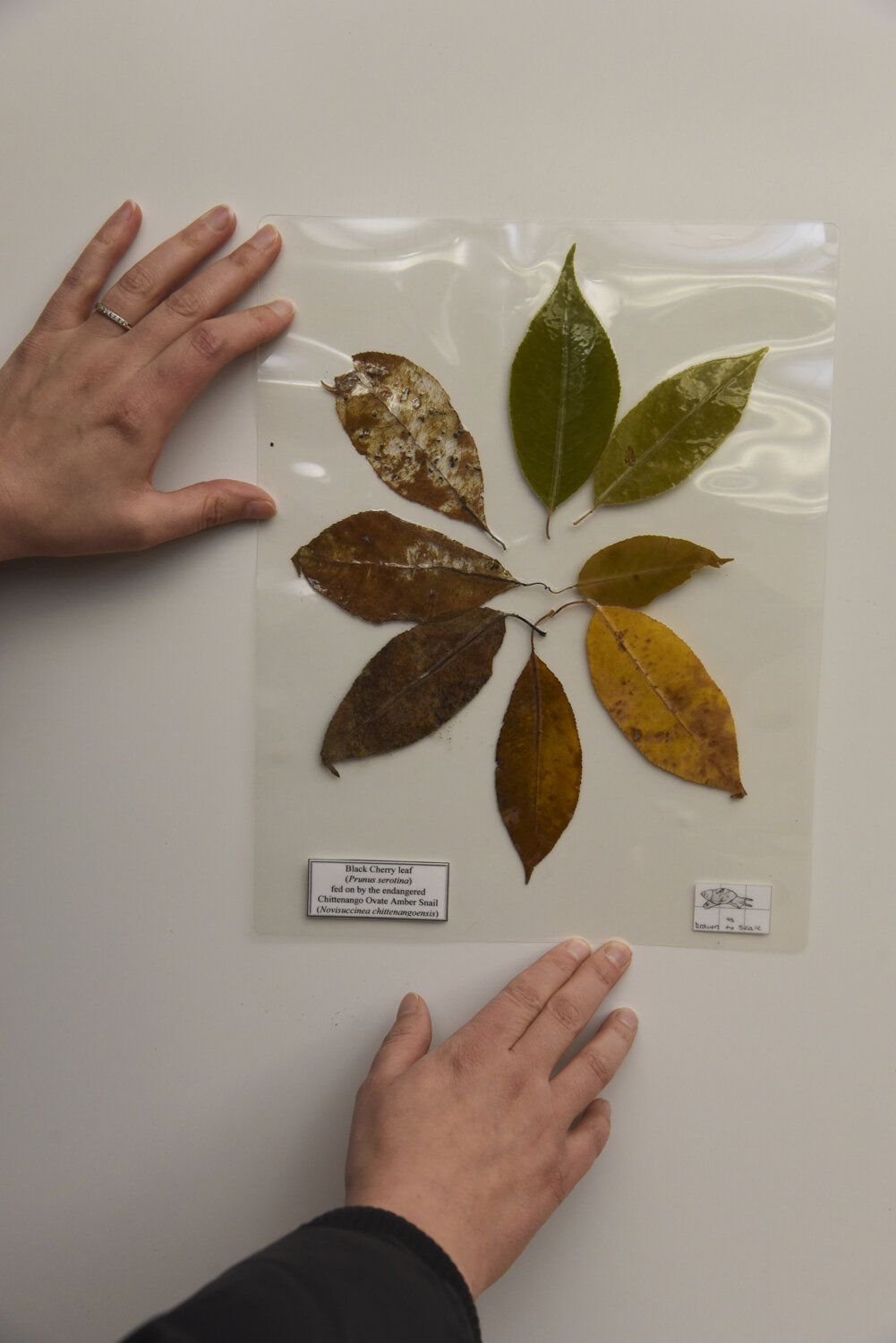  Cody Gilbertson holds up a diagram of black cherry leaves at different stages of decomposition. Several of the leaves have been partially eaten by Chittenango snails.  