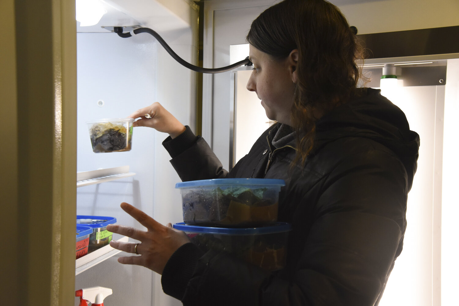  Snail researcher, Cody Gilbertson, takes snail terrariums out of a specially regulated incubator to clean them and replace leaves (snail food). 