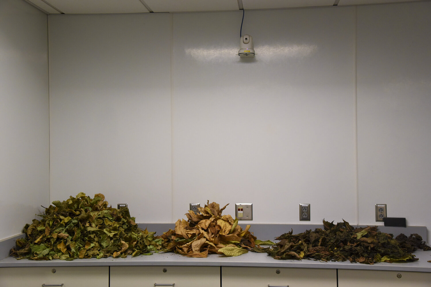  Leaves are collected from local trees and then sorted by tree species at State University of New York College of Environmental Science and Forestry (SUNY-ESF lab) where the Chittenango snails are given a specialized diet of leaves at different stage