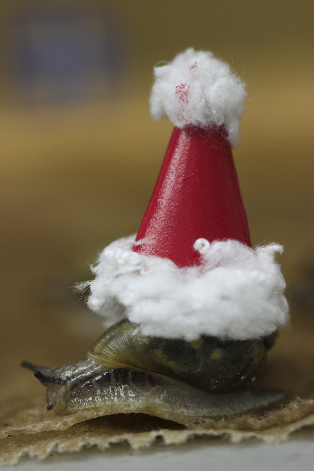  A snail with a Santa hat moves around the holiday diorama that was created by Ashton Yost. The festive snails are used by the Facebook Group Snailblazers to promote Chitteanango snail awareness and conservation online. 