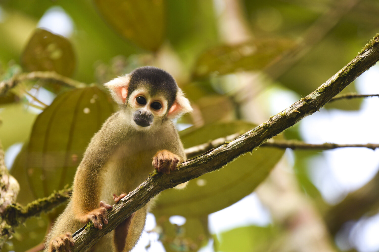  An inquisitive juvenile squirrel monkey (Saimiri boliviensis) momentarily pauses while traveling with its large family group of 70+ individuals through the forests of Manu Leaning Centre, Peru. 