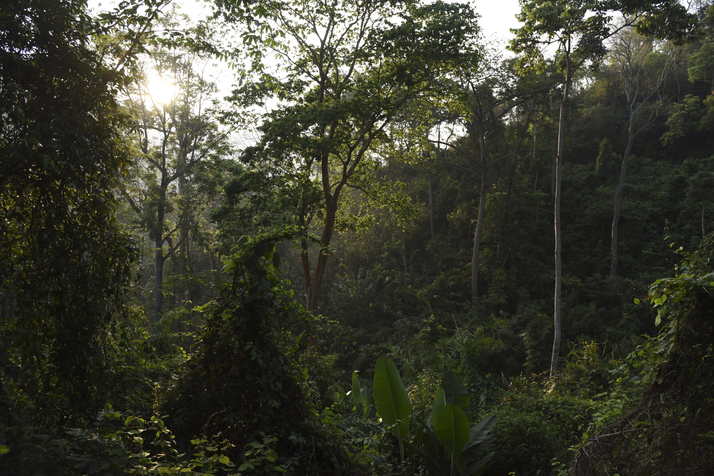  Just two hours north of Bangkok, Thailand, Khao Yai National Park hosts an abundance of wildlife in its five distinct forest types, including gibbons, hornbills, bears, clouded leopards and even some of the country's remaining wild elephants.  