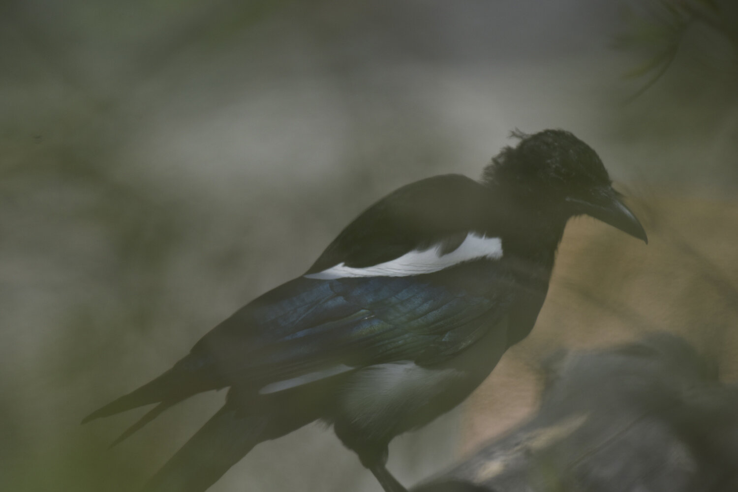  A black-billed magpie perches while foraging in Great Sand Dunes National Park, Colorado, Unites States. Despite a reputation as the "thieving magpie" known to steal and collect shiny objects for their nests, new research suggests that magpies are i