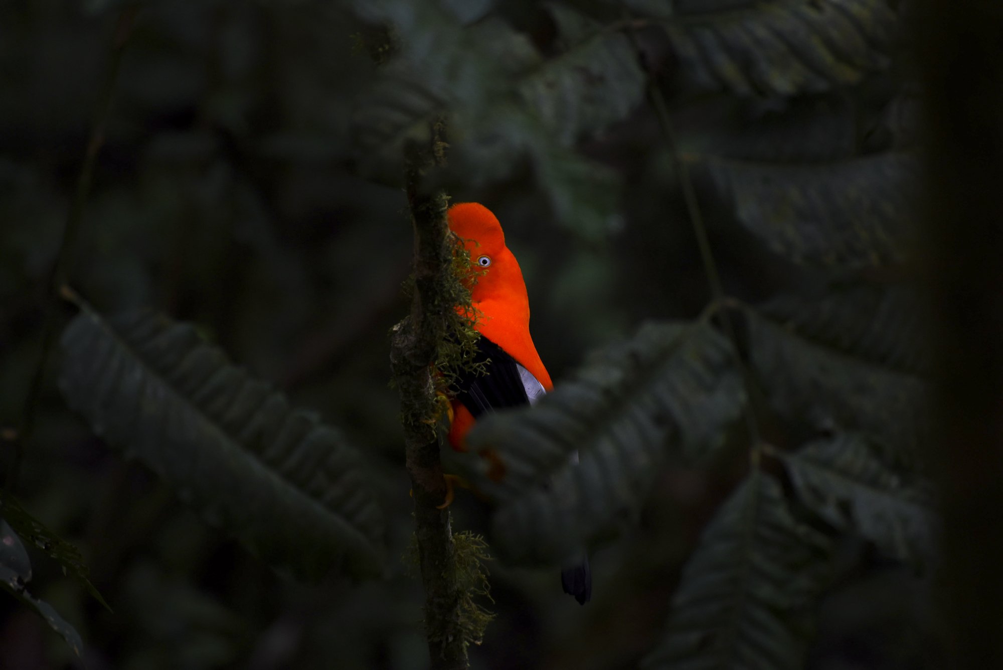  A gallito de las Rocas (Andean Cock-of-the-Rock) peers behind a branch at a lek in the cloud forest of Peru. Males gather regularly to try to impress female birds with their moves, plumage, and calls.  