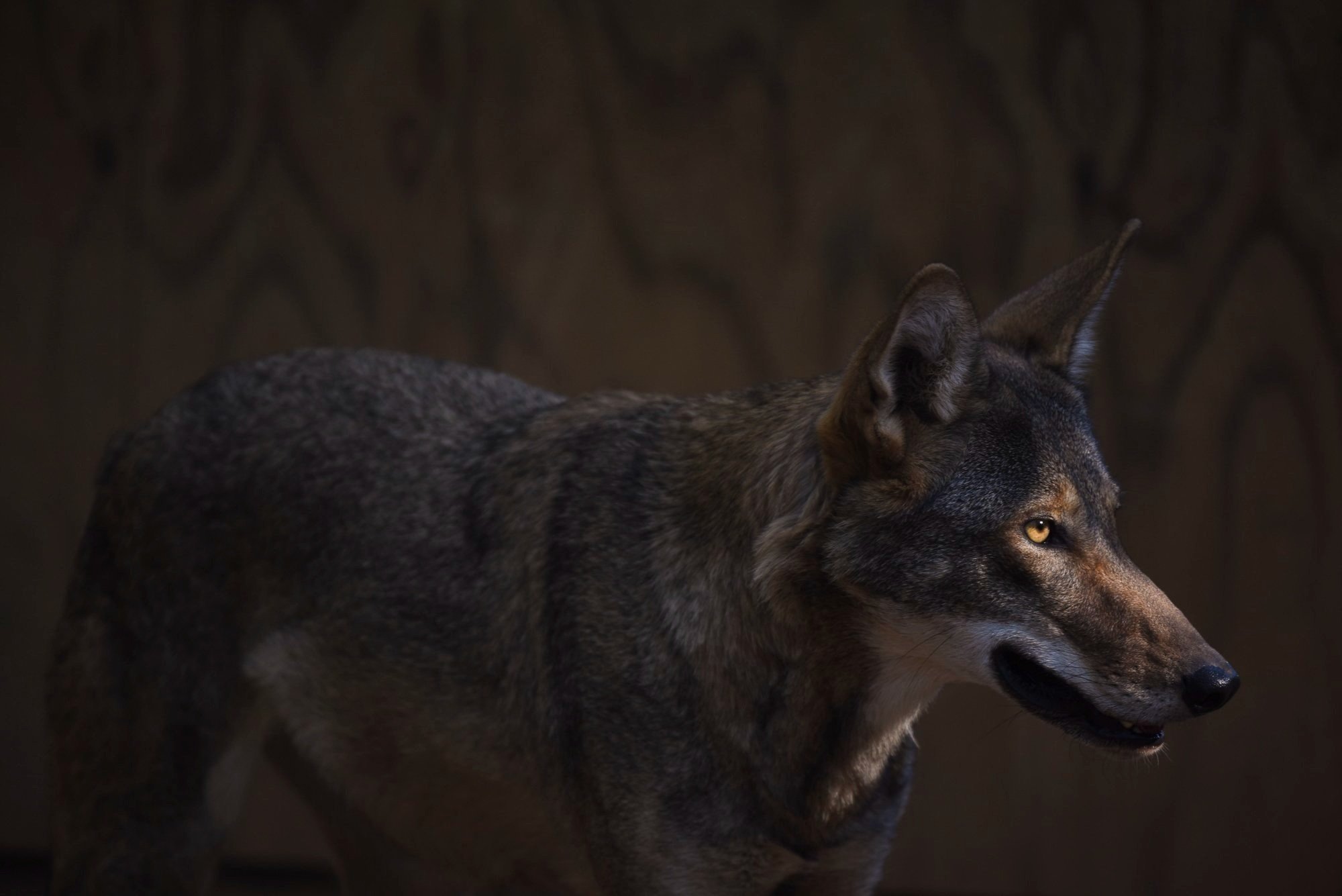  A red wolf named Ruby at Reflection Riding Arboretum &amp; Nature Center in Tennessee. Each year biologists meet to discuss possible wolf matches for the upcoming breeding season. With a limited gene pool of 14 founders, it's critical to diversify t