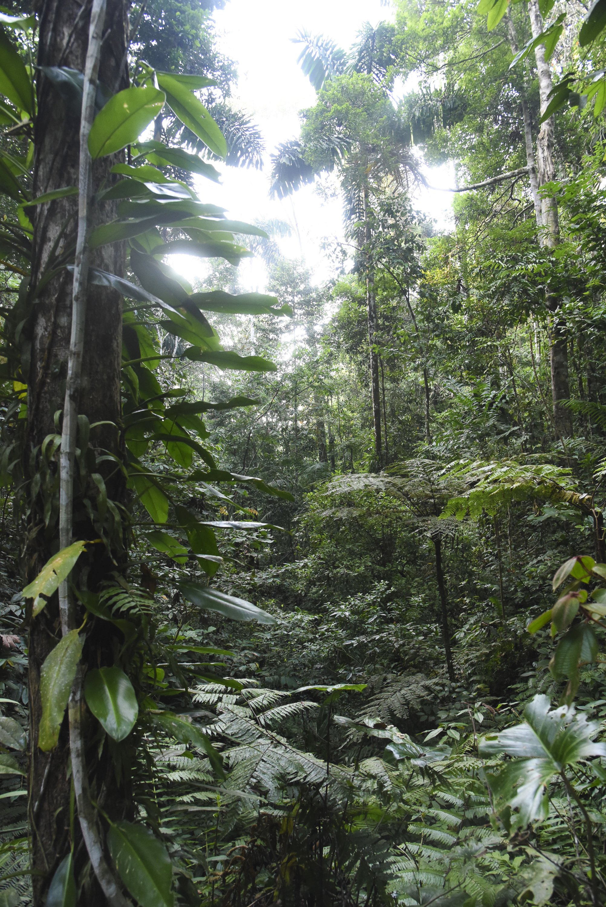  Soft morning light illuminates a wall of seemingly endless green in the Amazon rainforest. When my alarm went off in the early hours on my last morning at one of my favorite research stations, I almost didn't get out of bed. However, I'm incredibly 