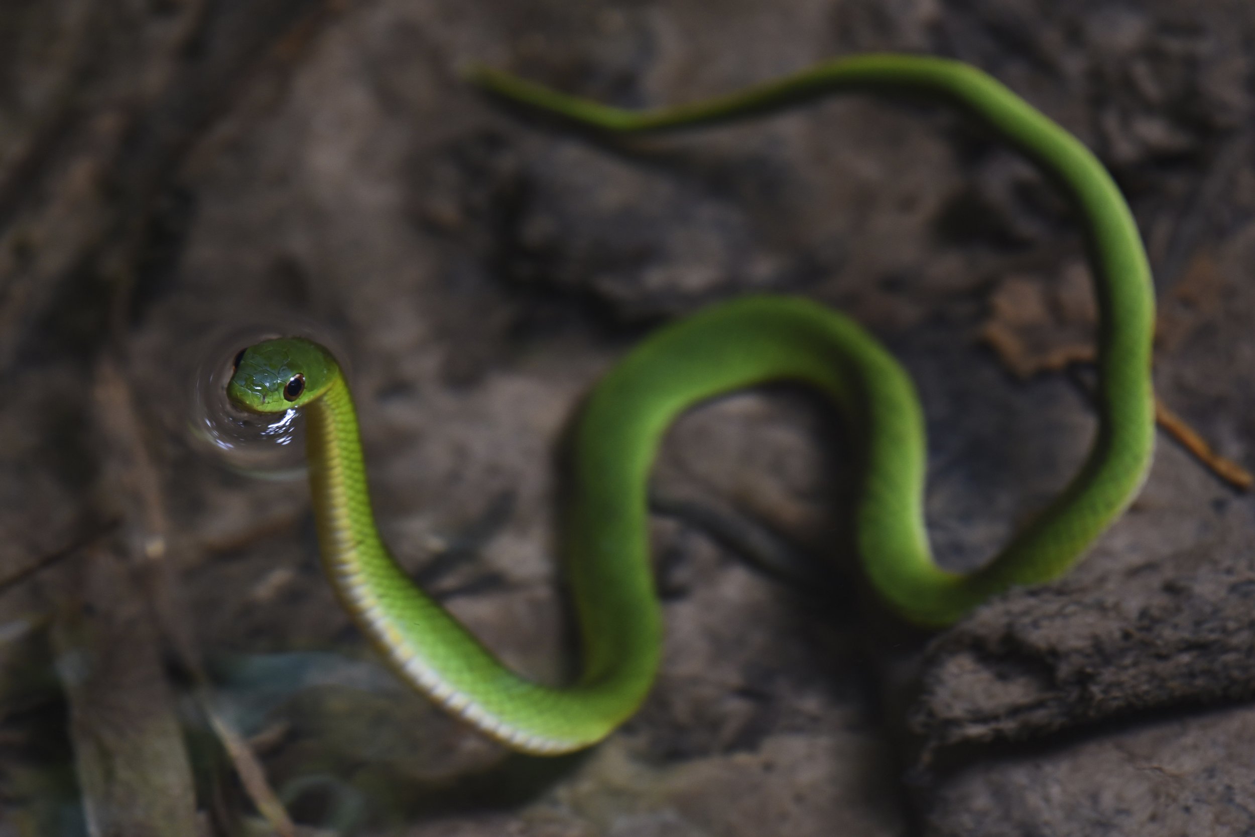  A velvety swamp snake waits motionlessly in a stream for small insects and fish to pass by at Manu Learning Centre, Peru. Some wildlife encounters fill you with pure joy, or at least that's how I felt when I spotted this brilliantly green snake hunt