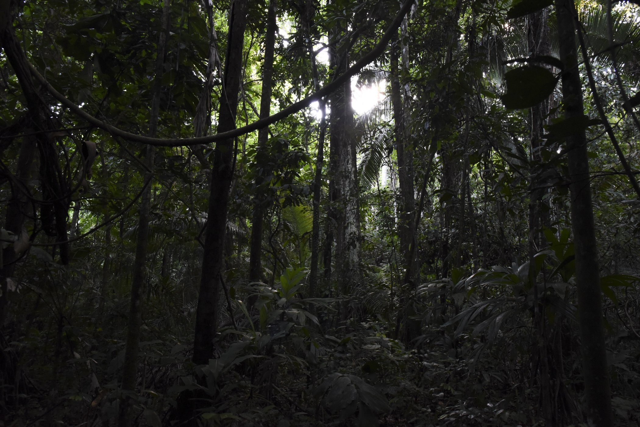  Dust settles over the Amazon rainforest in Las Piedars, Peru.  