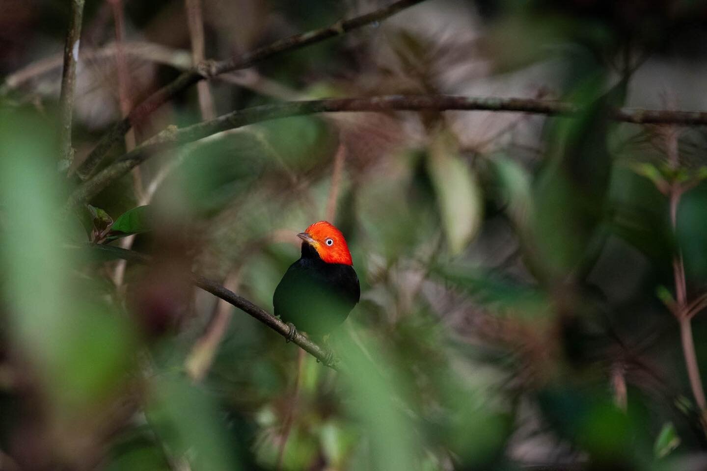 Red-capped manakin in the Belize Maya Forest from earlier this year. We got to see a few of his slick display moves. 

#redcappedmanakin #manakin