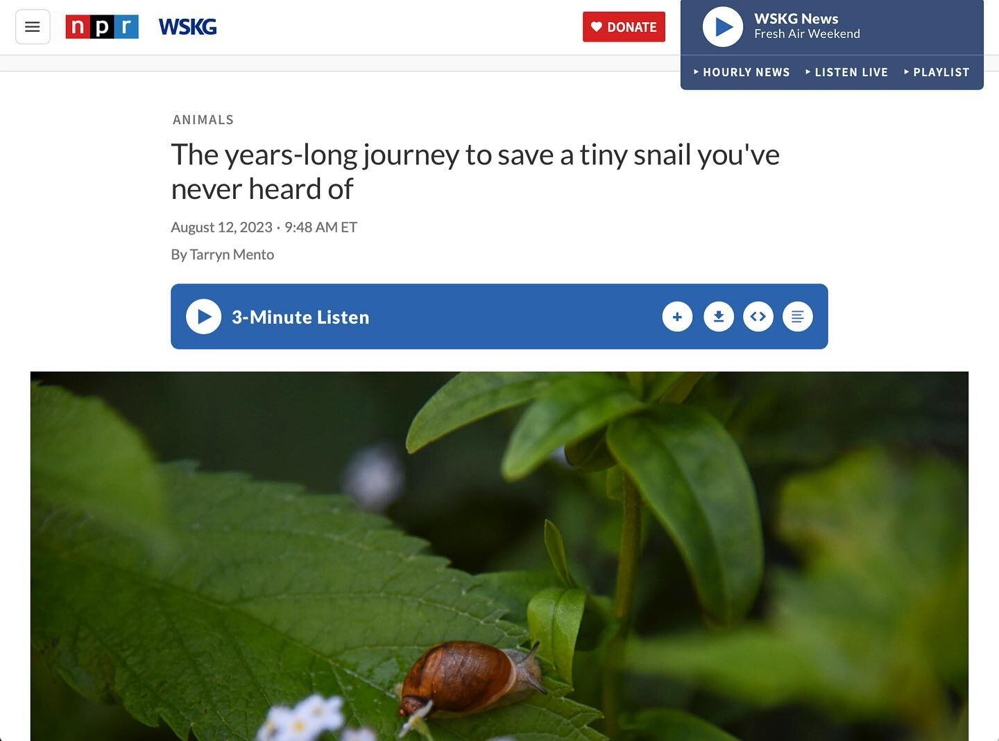 &ldquo;The years-long journey to save a tiny snail you&rsquo;ve never heard of&rdquo; @npr - Excited to share more images of my long-term project about Chittenango ovate amber snails, an endangered and endemic species to upstate New York (link in bio