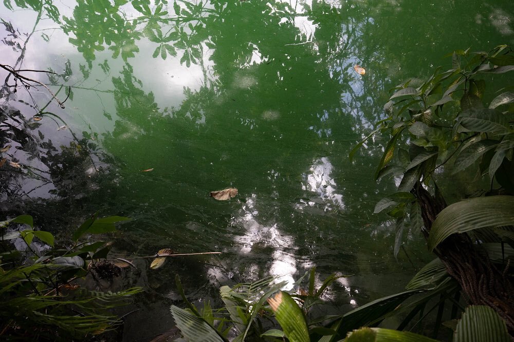 More shades of green than I can comprehend. 

#belize #rainforest #tropicalrainforest #green