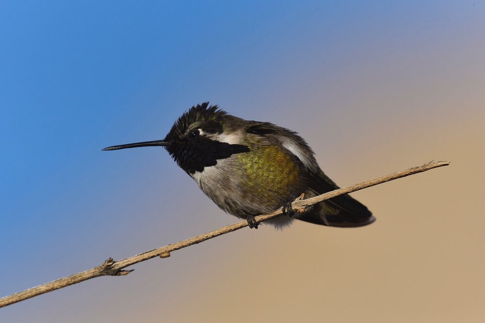 Costa&rsquo;s hummingbirds defending territory, feeding on chuparosa flowers, and shining bright in the southern California desert. 

As part of the @insidenatgeo Field Ready Program, I got to help out on a Plimsoll Productions hummingbird shoot. A Y