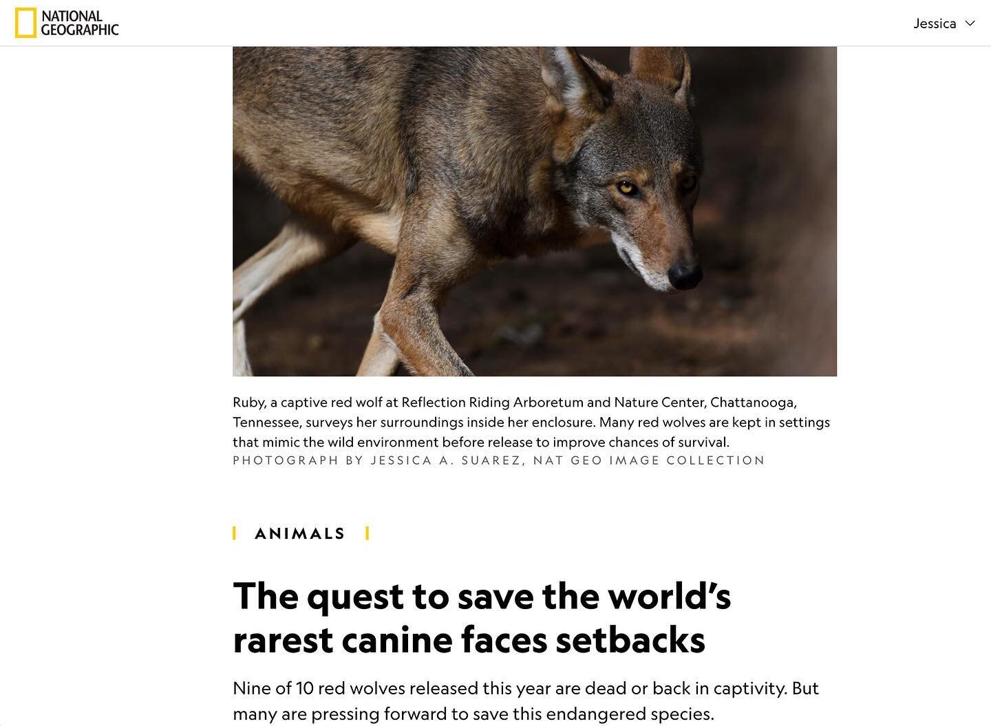 &ldquo;The Quest to Save the World&rsquo;s Rarest Canine Faces Setbacks: Nine of 10 red wolves released this year are dead or back in captivity. But many are pressing forward to save this endangered species.&rdquo; Story by Meaghan Mulholland (link i